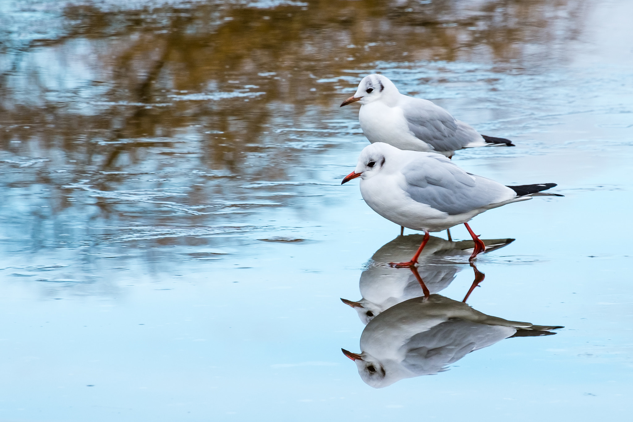 Fujifilm XF 55-200mm F3.5-4.8 R LM OIS sample photo. Gulls on icy lake photography