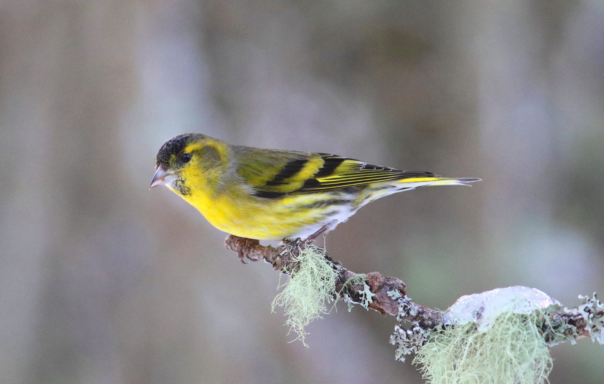 Canon EF 300mm F4L IS USM sample photo. Male siskin photography