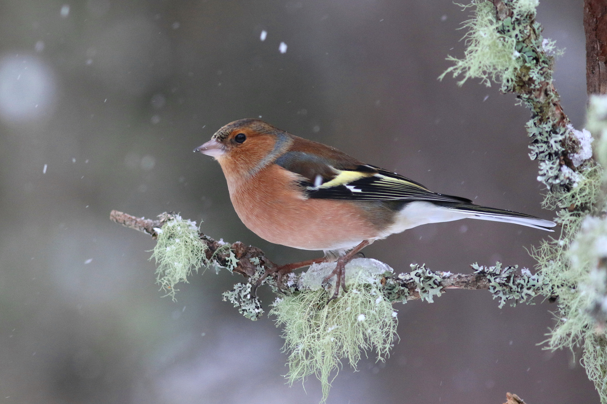 Canon EF 300mm F4L IS USM sample photo. Chaffinch on ice photography