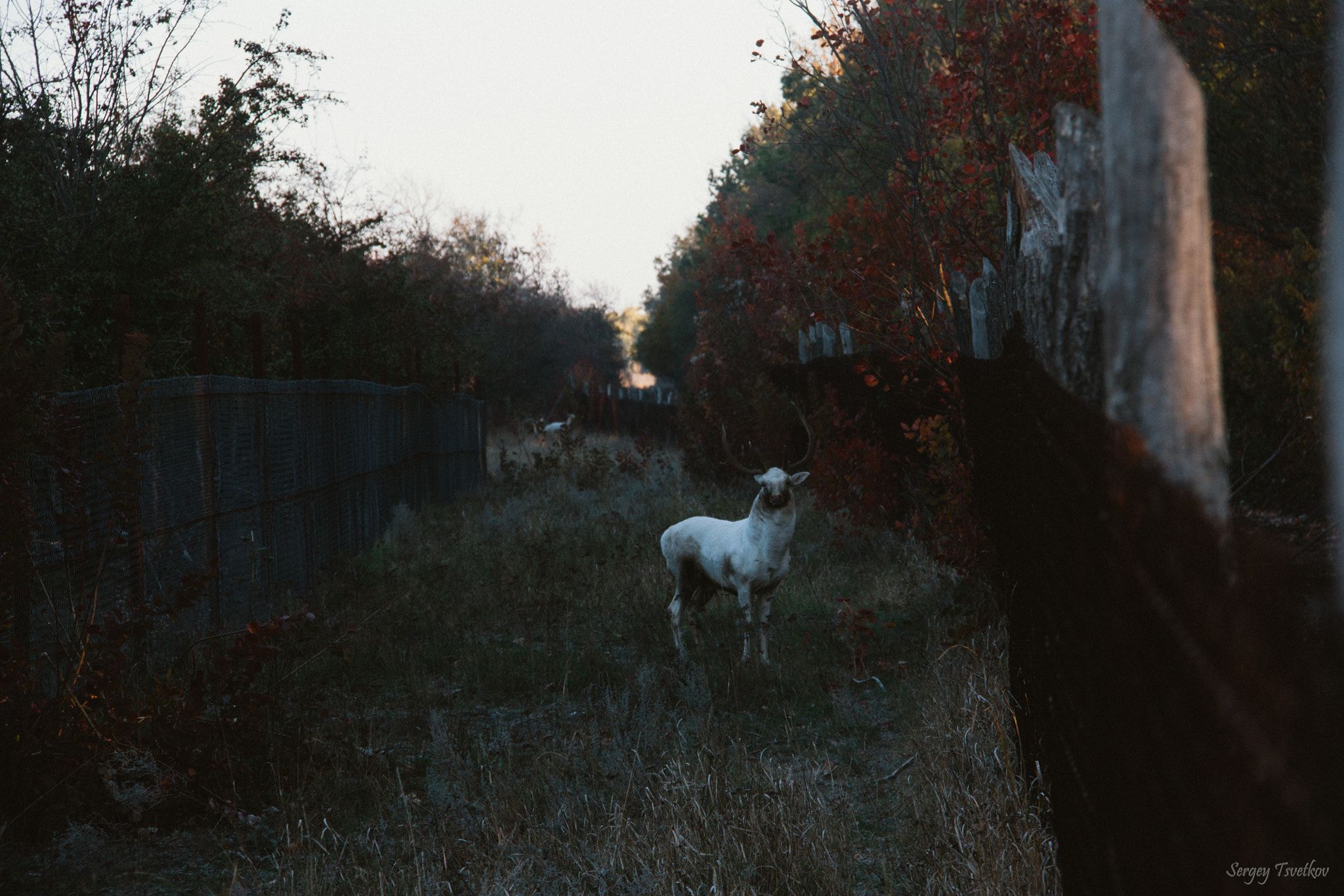 Canon EF-S 18-200mm F3.5-5.6 IS sample photo. Autumn forest photography