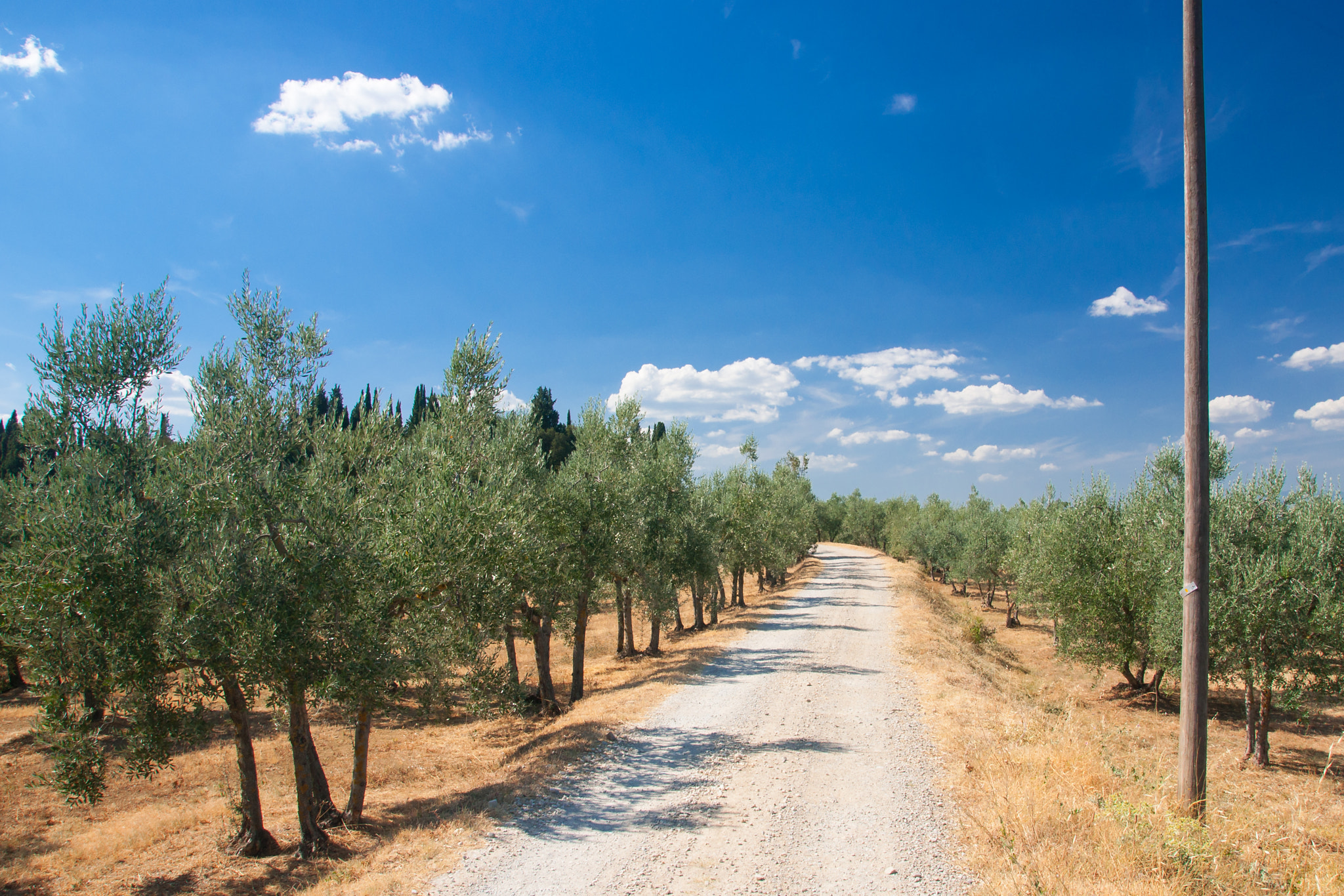 Sony DT 16-105mm F3.5-5.6 sample photo. Olive grove in lucignano, italy photography