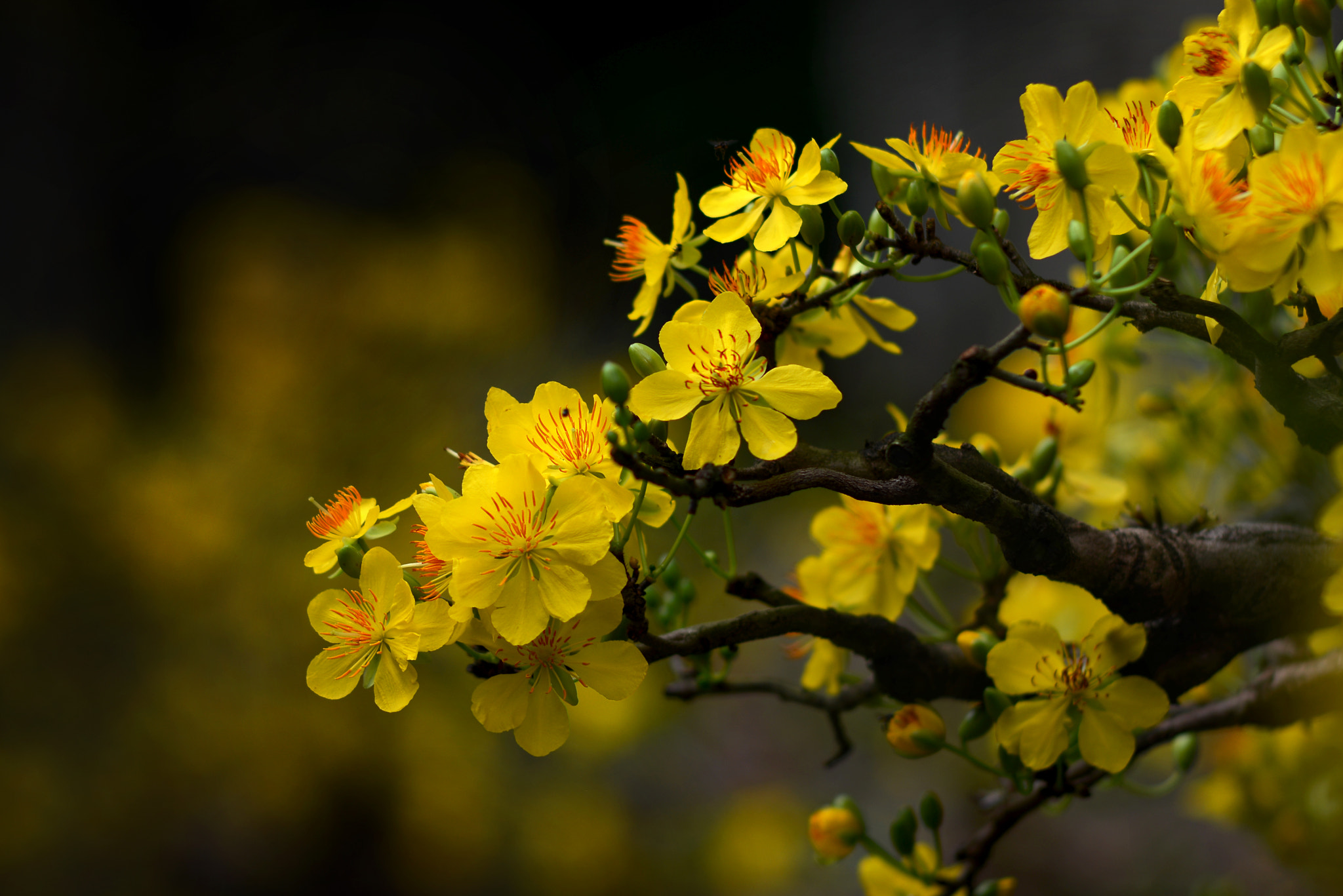 Nikon D600 sample photo. Happy lunar new year photography