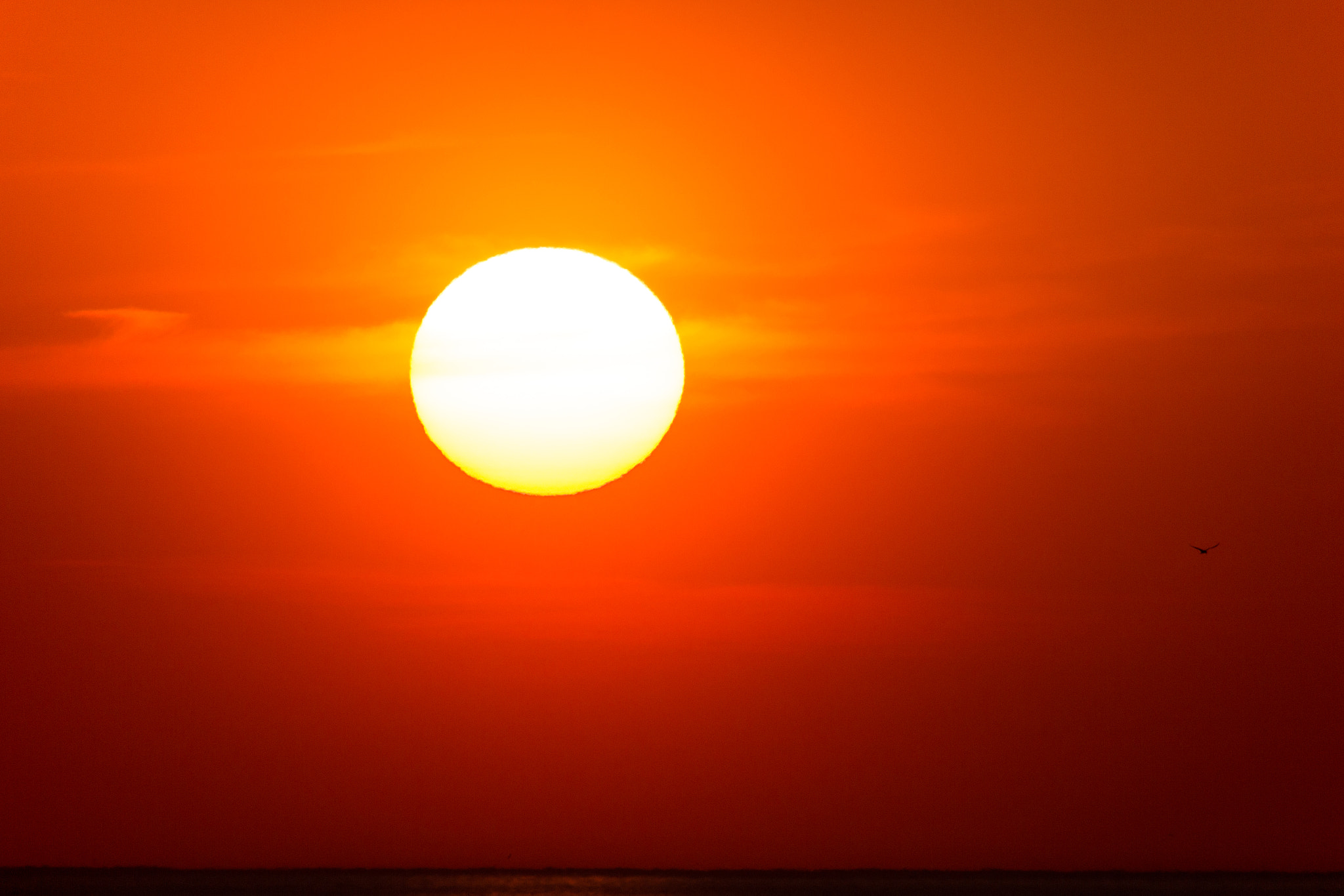 Sigma 150-500mm F5-6.3 DG OS HSM sample photo. Sun of the evening photography