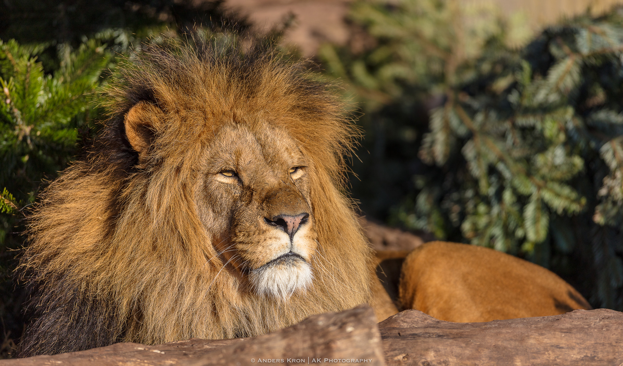 Canon EF 400mm F2.8L IS USM sample photo. Lion male from copenhagen zoo photography