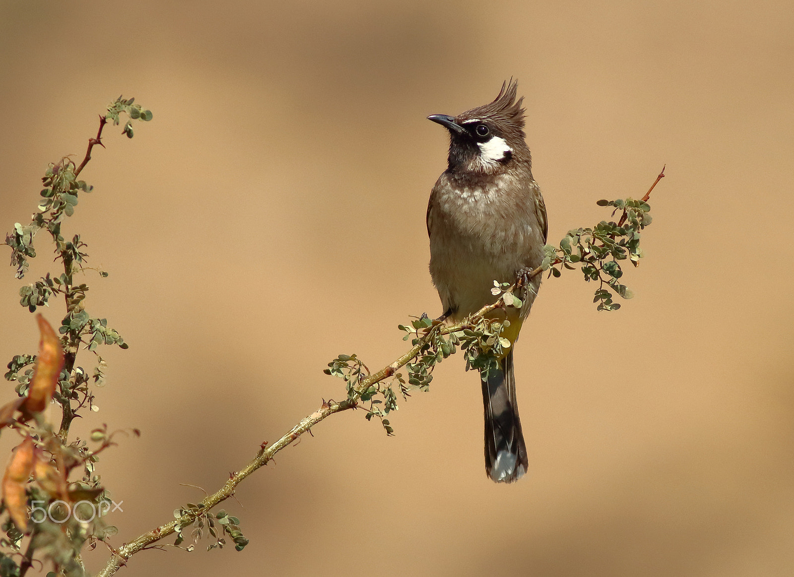 Canon EOS 700D (EOS Rebel T5i / EOS Kiss X7i) + Canon EF 400mm F5.6L USM sample photo. Himalayan bulbul photography