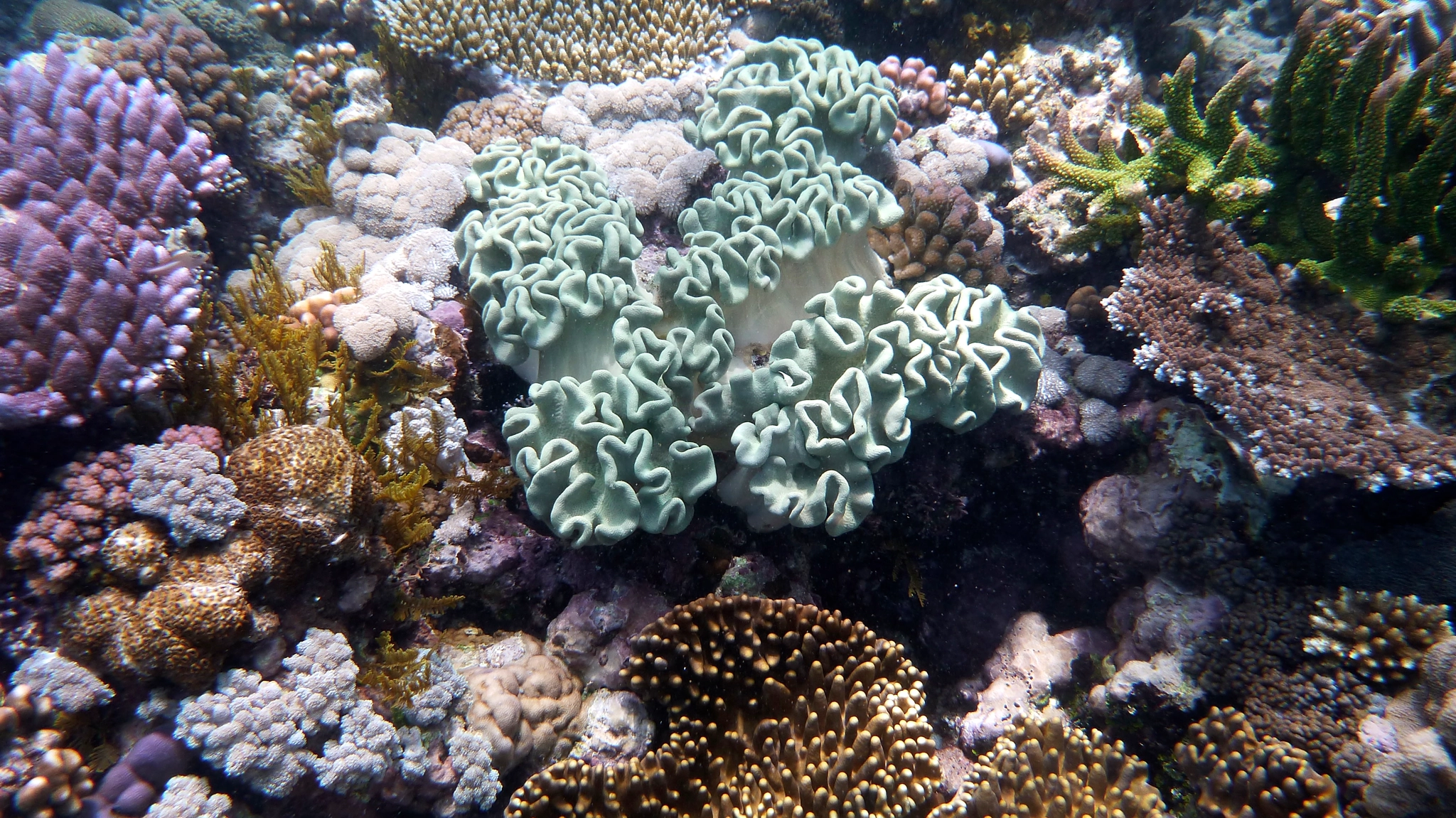 Panasonic DMC-FT4 sample photo. Great barrier reef, queensland photography