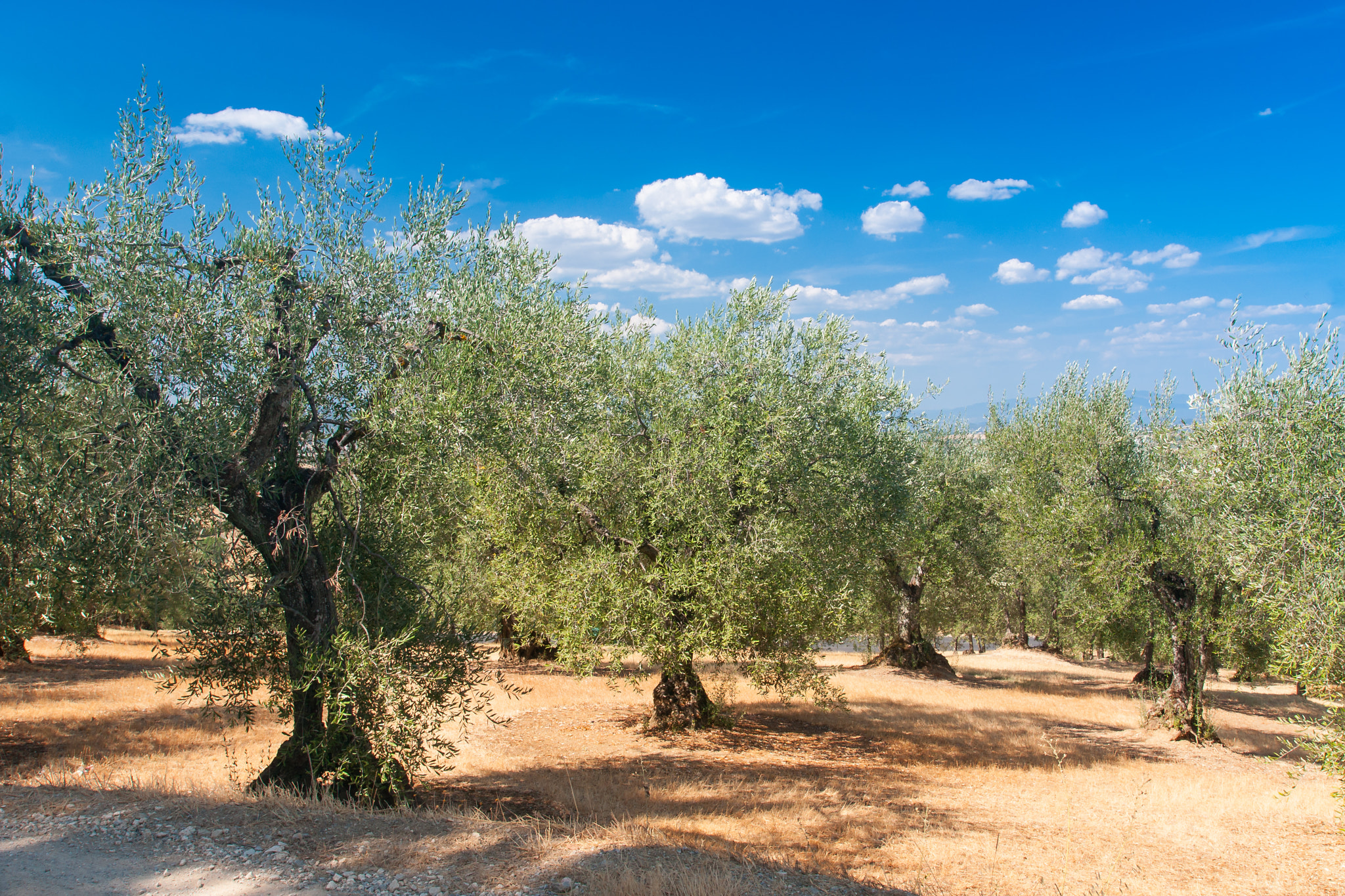 Sony Alpha DSLR-A700 sample photo. Olive grove in lucignano, italy photography