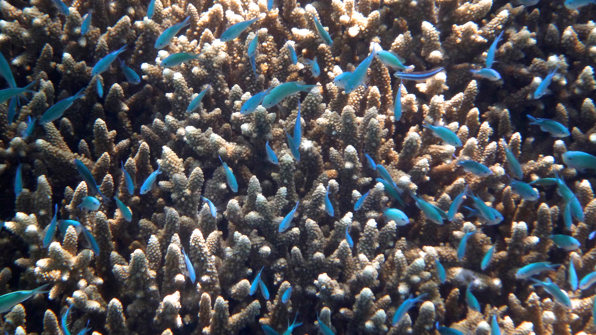 Panasonic DMC-FT4 sample photo. Great barrier reef, queensland photography