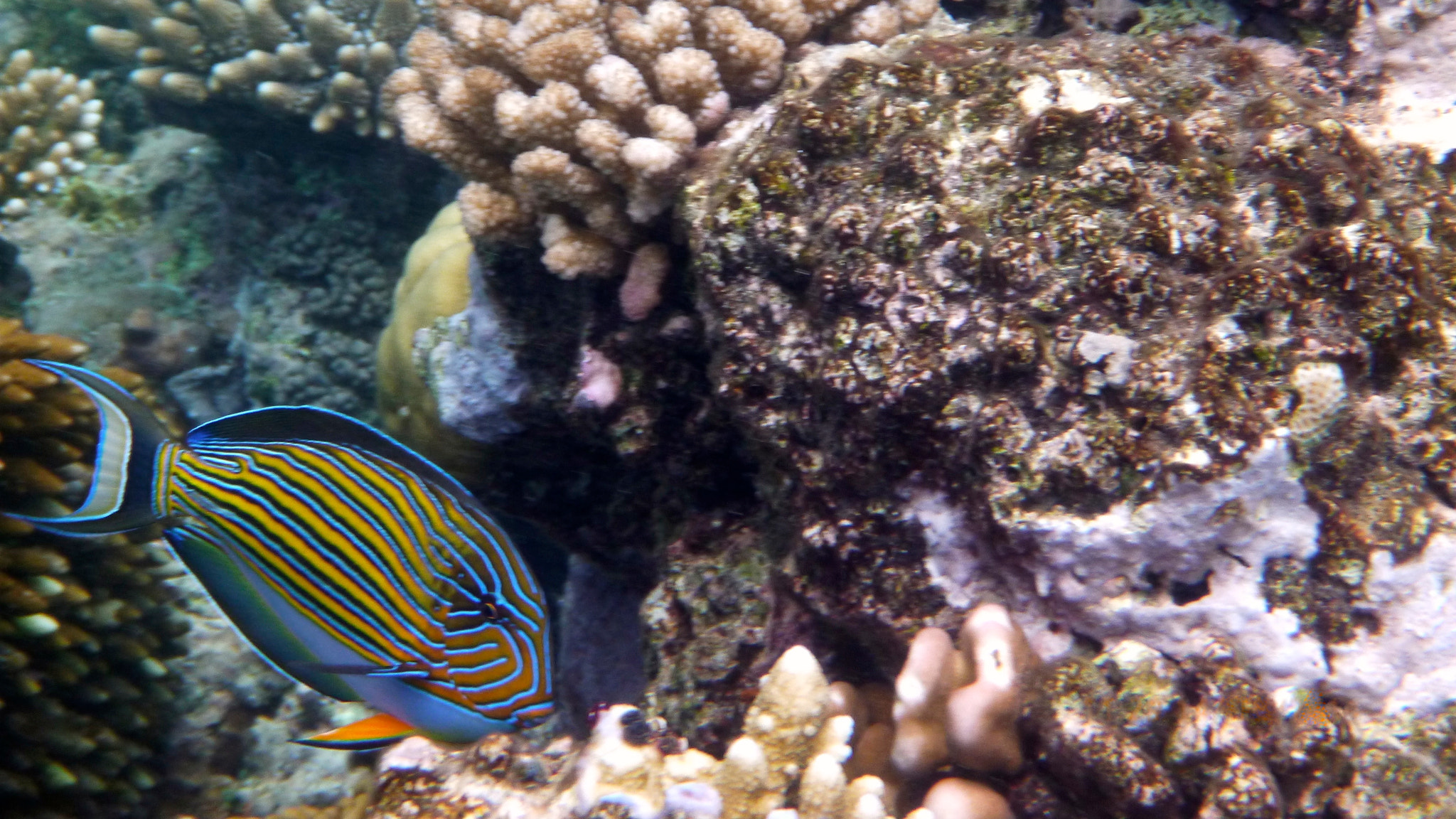 Panasonic DMC-FT4 sample photo. Great barrier reef, queensland photography