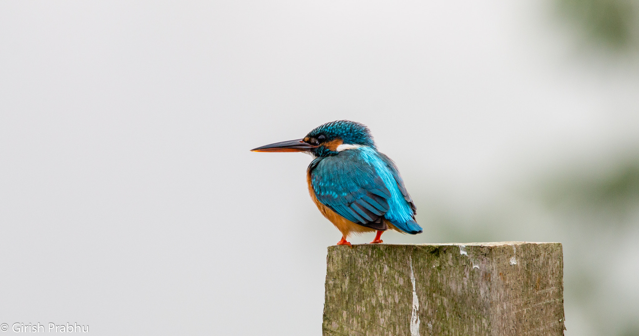 150-600mm F5-6.3 DG OS HSM | Contemporary 015 sample photo. Blue-tiful! (common kingfisher!) photography