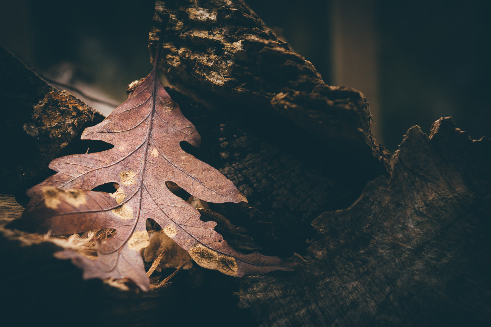 Sony SLT-A65 (SLT-A65V) sample photo. Autumnal tones photography