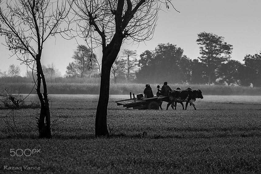 Canon EF 70-200mm F2.8L USM sample photo. Farmer in the morning photography