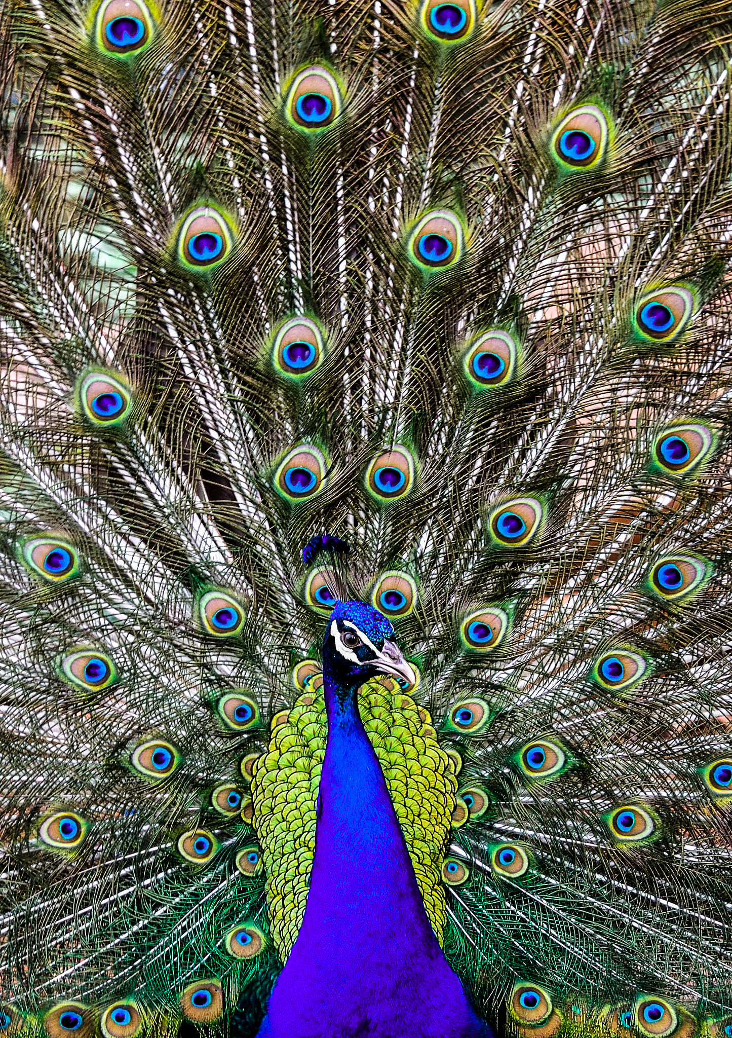 Nikon D5000 sample photo. Peacock  photography