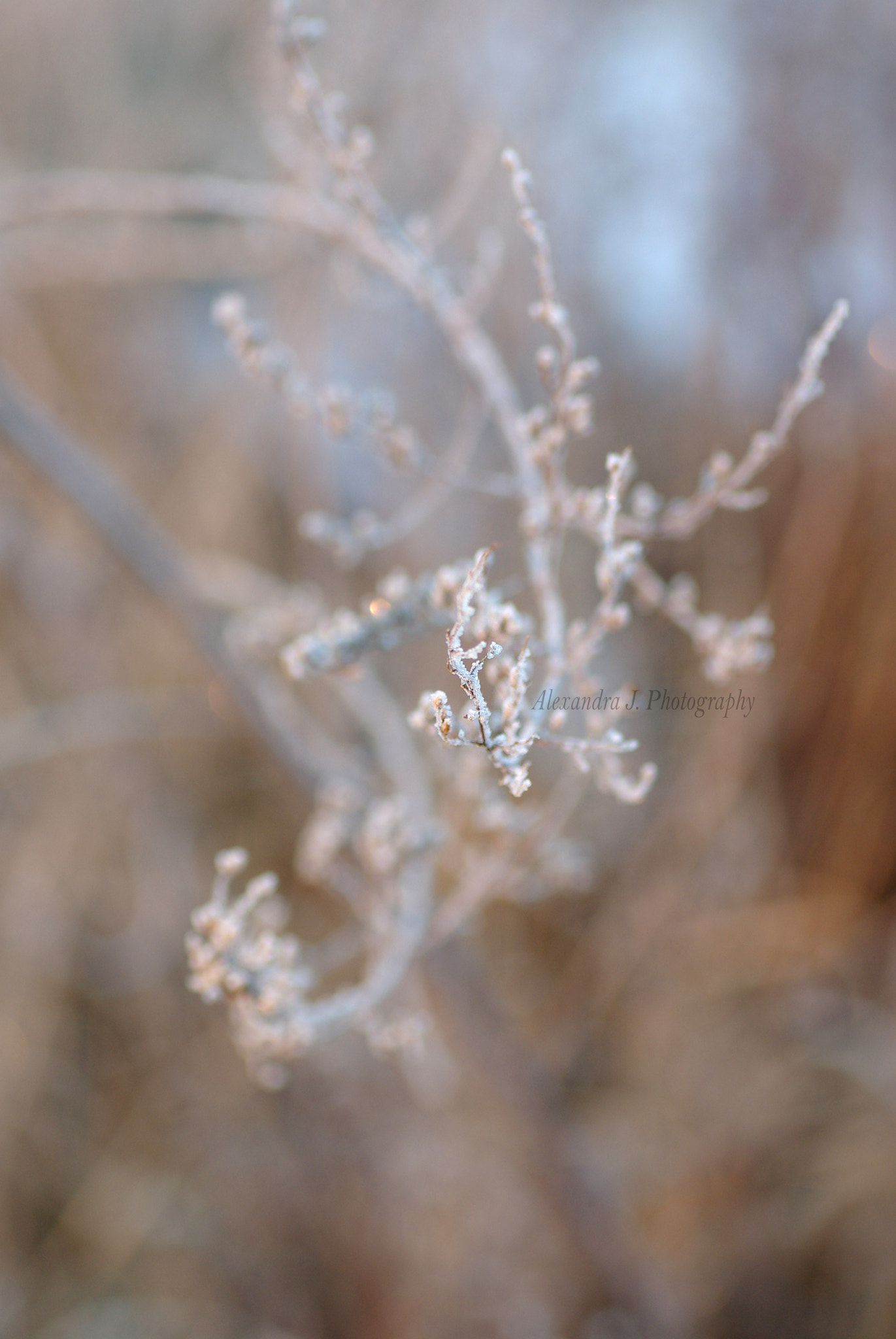 Pentax K10D sample photo. Frozen  photography