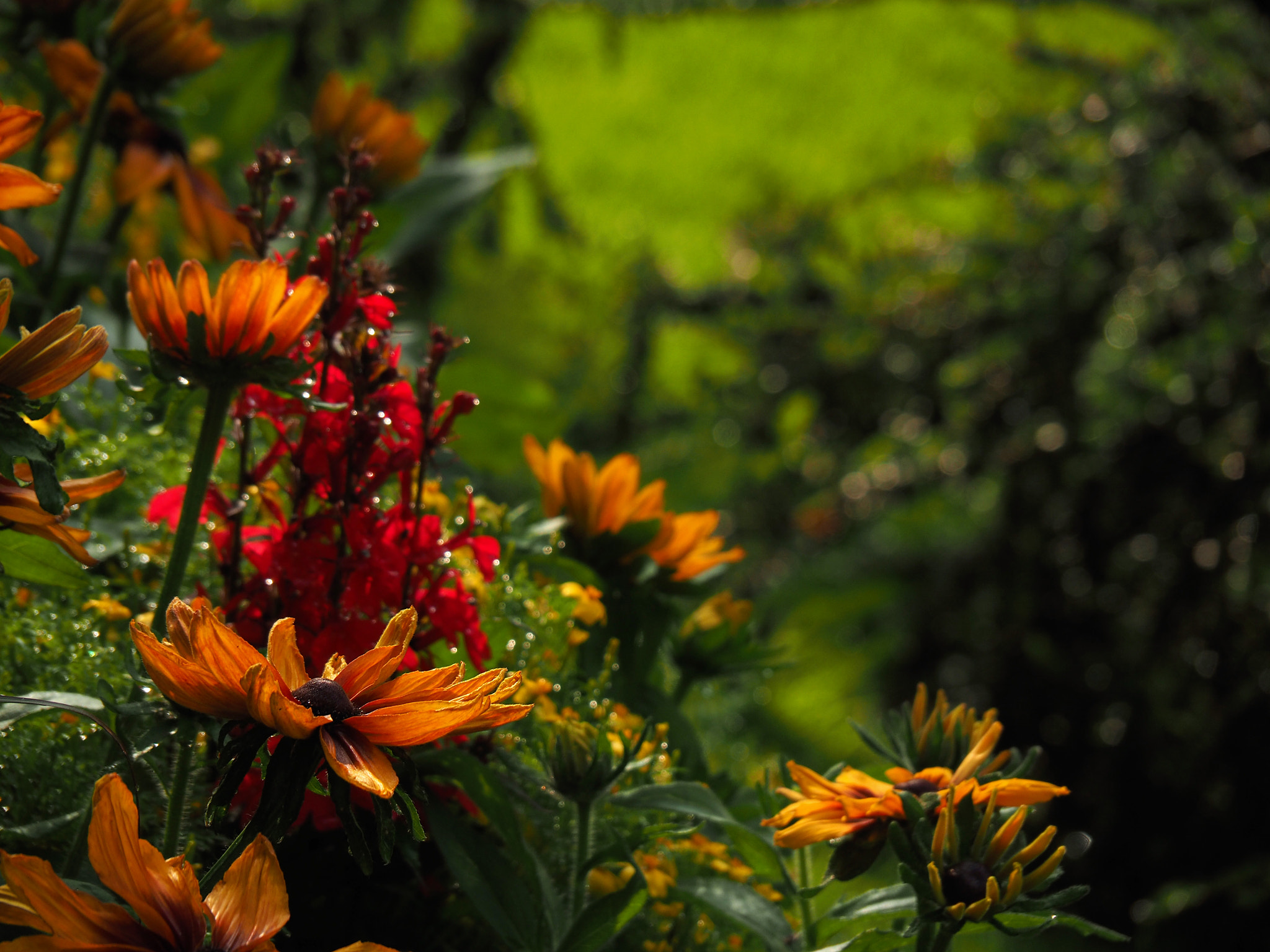 Olympus OM-D E-M5 II sample photo. Flowers in nantes photography