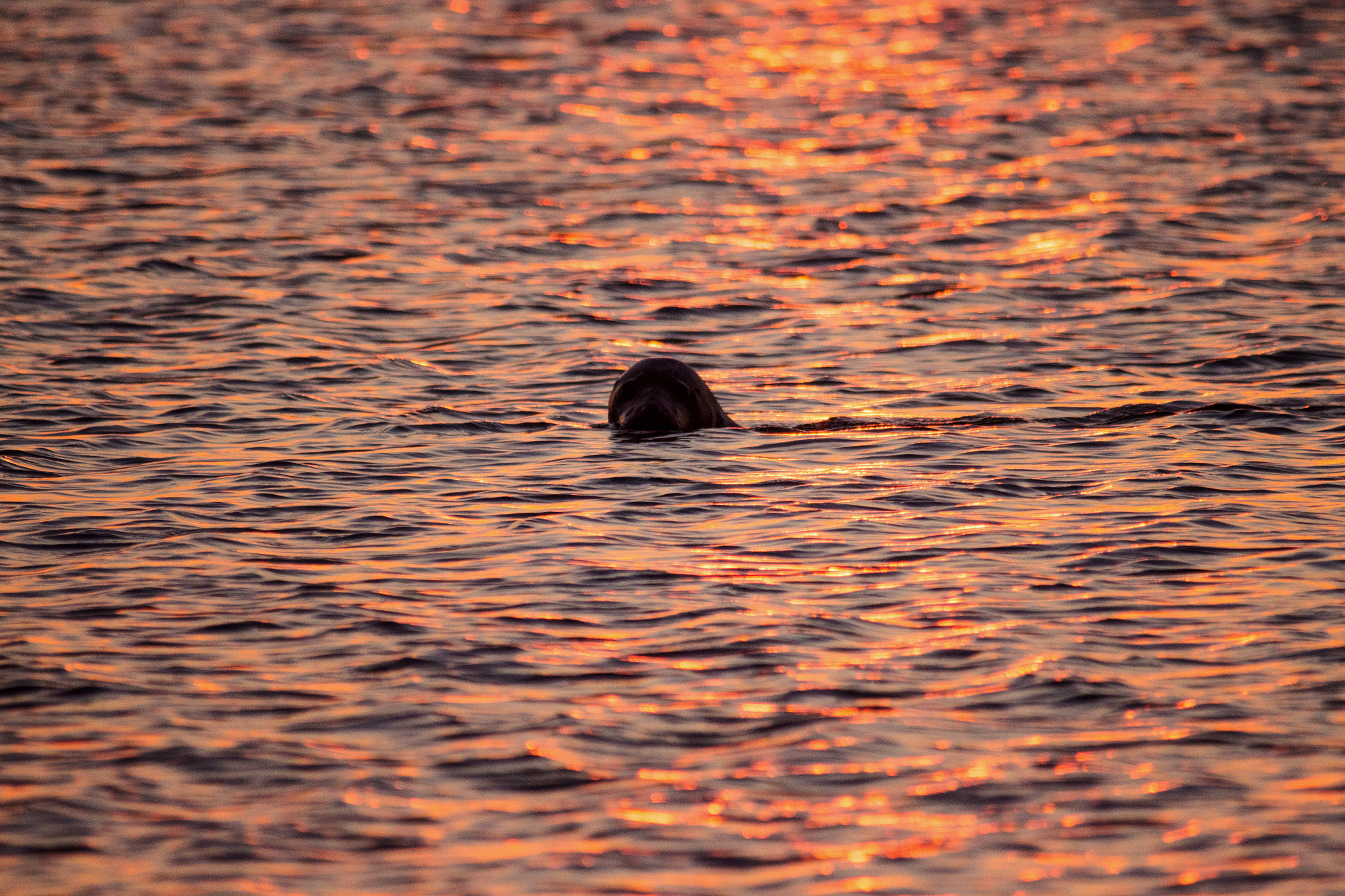 Canon EOS 650D (EOS Rebel T4i / EOS Kiss X6i) + Sigma 150-500mm F5-6.3 DG OS HSM sample photo. Sea lion swiming in the sunset photography