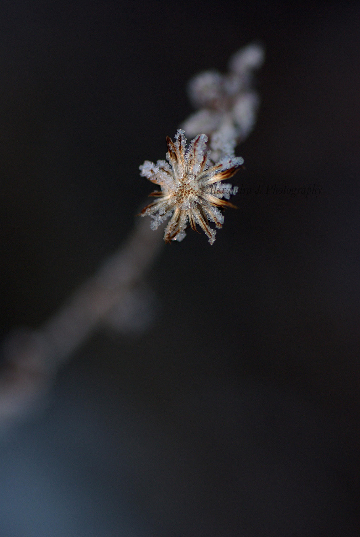Pentax K10D sample photo. Winter flower photography
