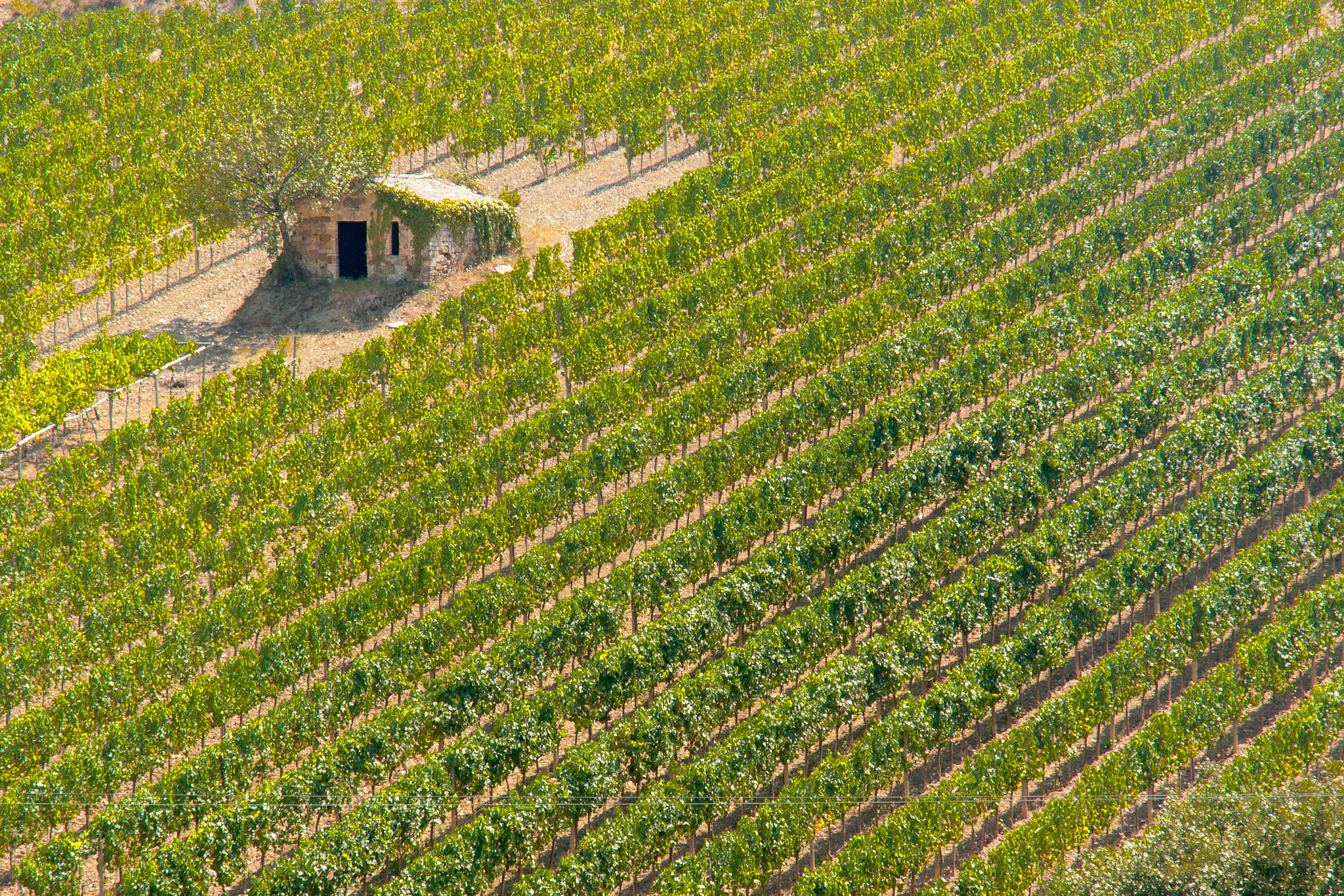 Sony Alpha DSLR-A700 sample photo. Vineyards near montalcino photography