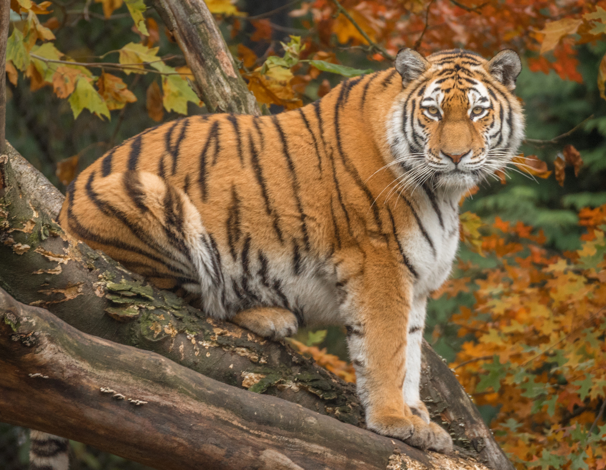 Nikon D750 sample photo. Tiger at hamburg zoo photography