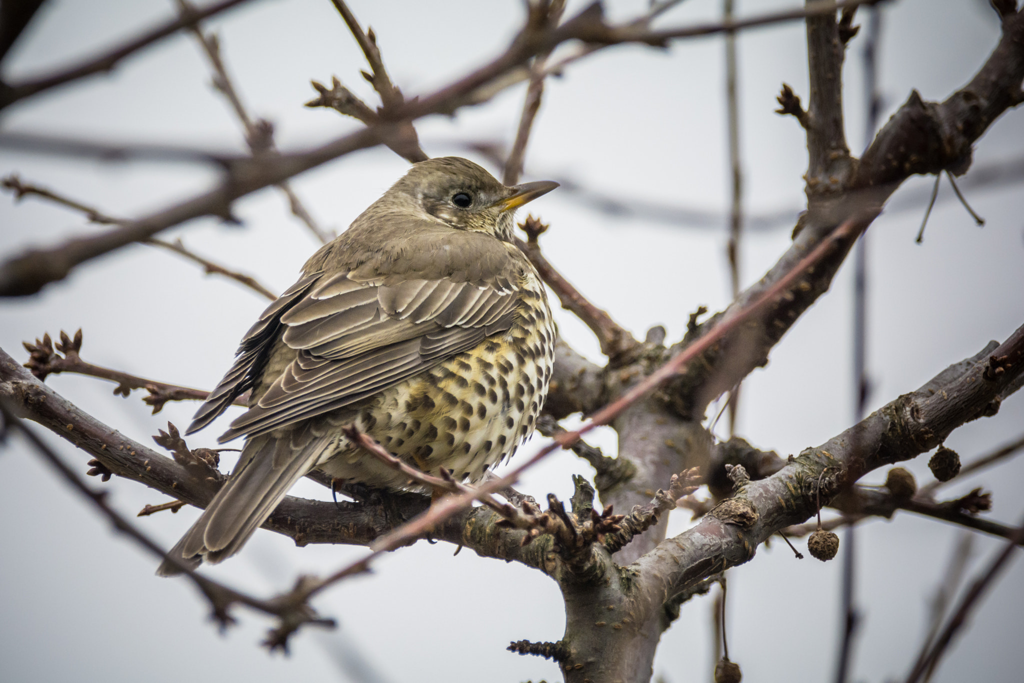 Sigma 150-600mm F5-6.3 DG OS HSM | C sample photo. Throstle photography