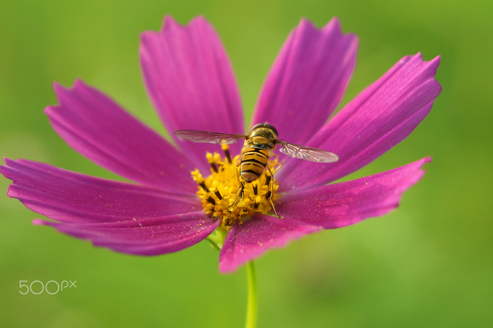 Sony SLT-A65 (SLT-A65V) sample photo. A bee collects nectar, turning its back on a bright pink flower cosmos, green blurred background photography