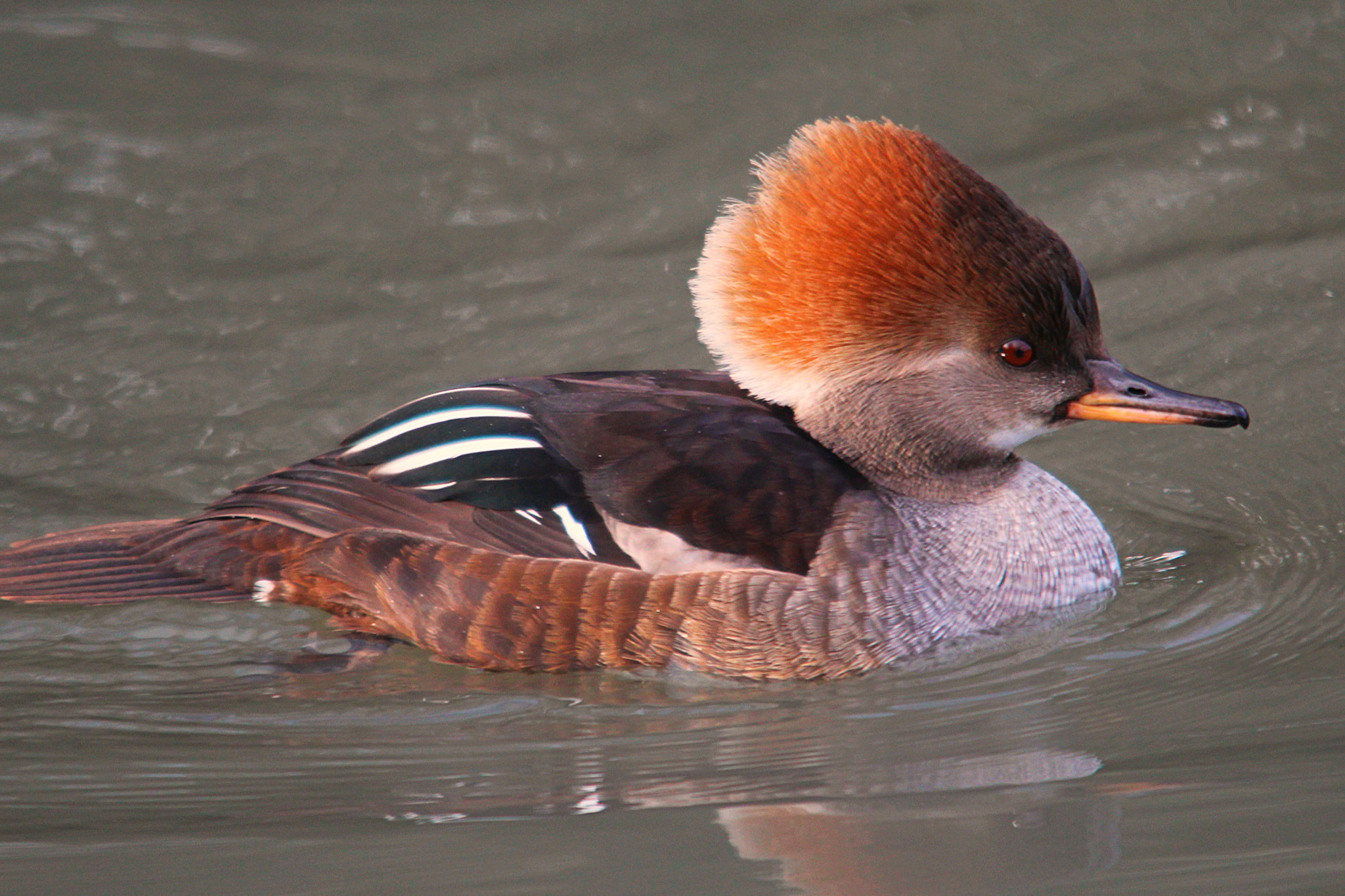 Sigma 150-500mm F5-6.3 DG OS HSM sample photo. Img photography