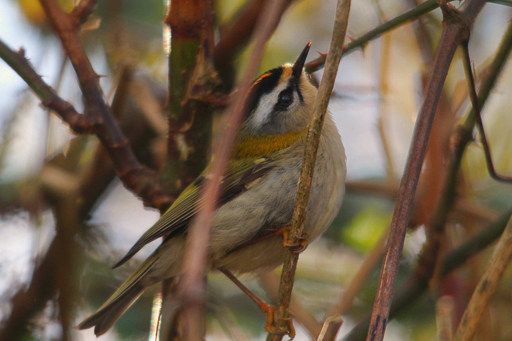 Sigma 150-500mm F5-6.3 DG OS HSM sample photo. Img photography