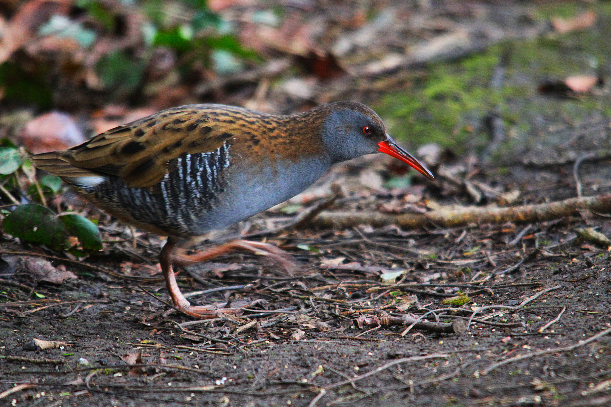 Sigma 150-500mm F5-6.3 DG OS HSM sample photo. Img photography
