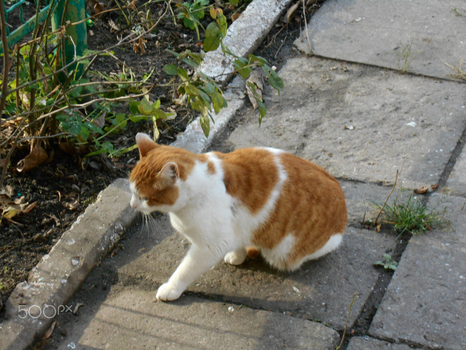 Nikon Coolpix S2900 sample photo. White yard ginger cat sitting on the pavement photography