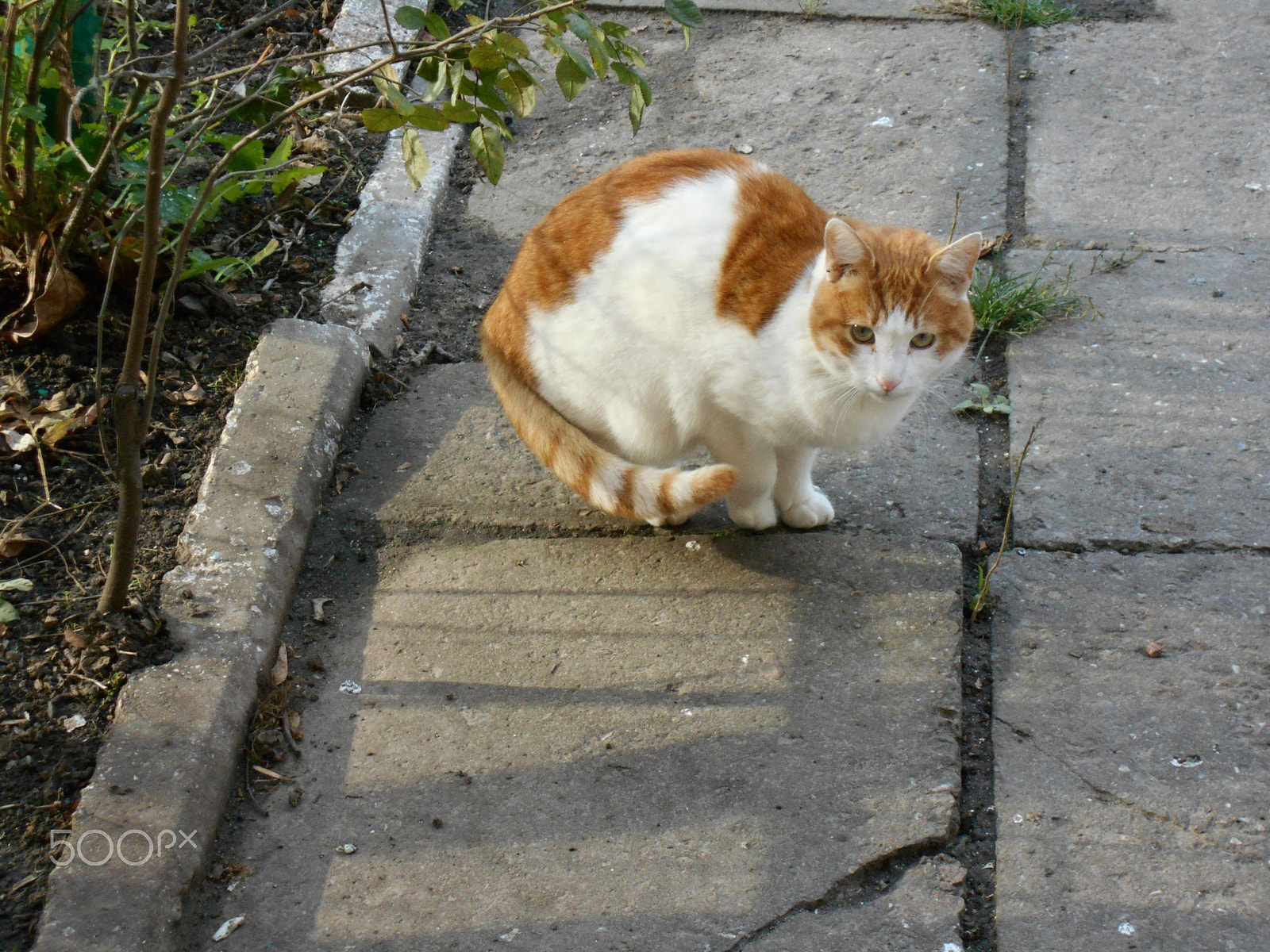 Nikon Coolpix S2900 sample photo. White yard ginger cat sitting on the pavement photography