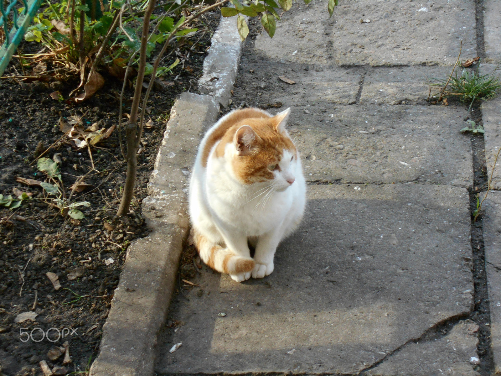 Nikon Coolpix S2900 sample photo. White yard ginger cat sitting on the pavement photography