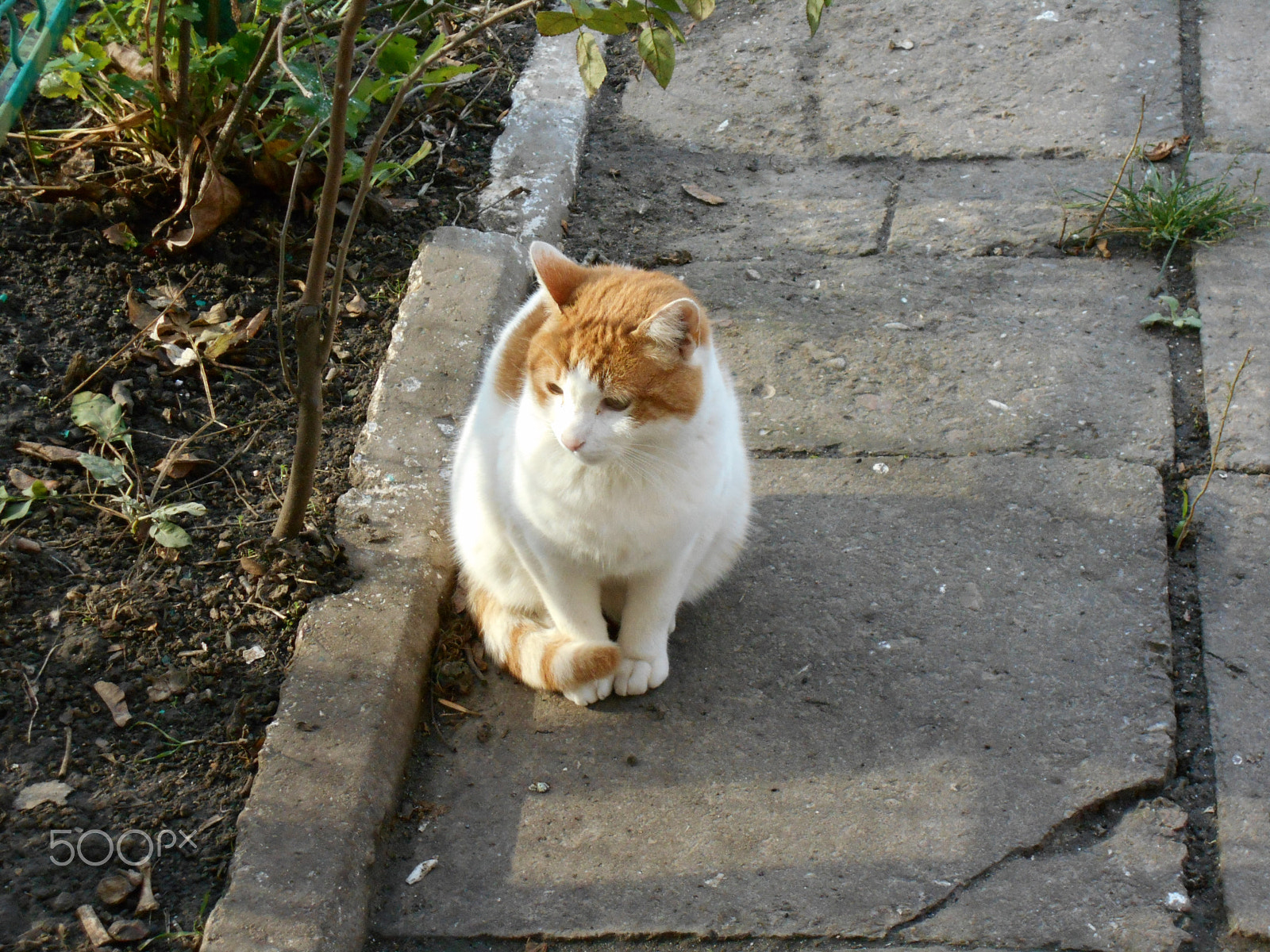 Nikon Coolpix S2900 sample photo. White yard ginger cat sitting on the pavement photography