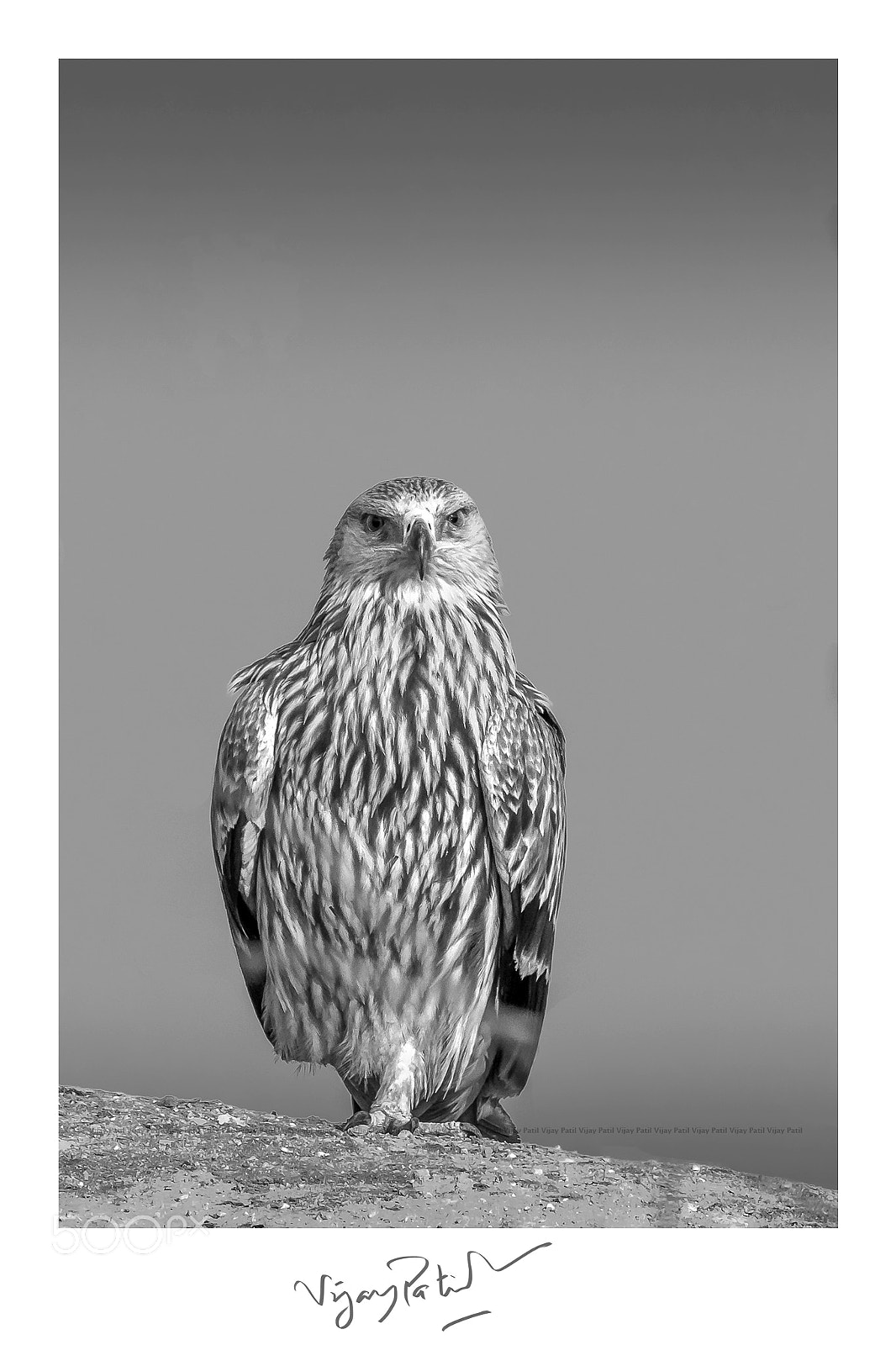 Canon EF 500mm F4L IS II USM sample photo. Target locked !! photography