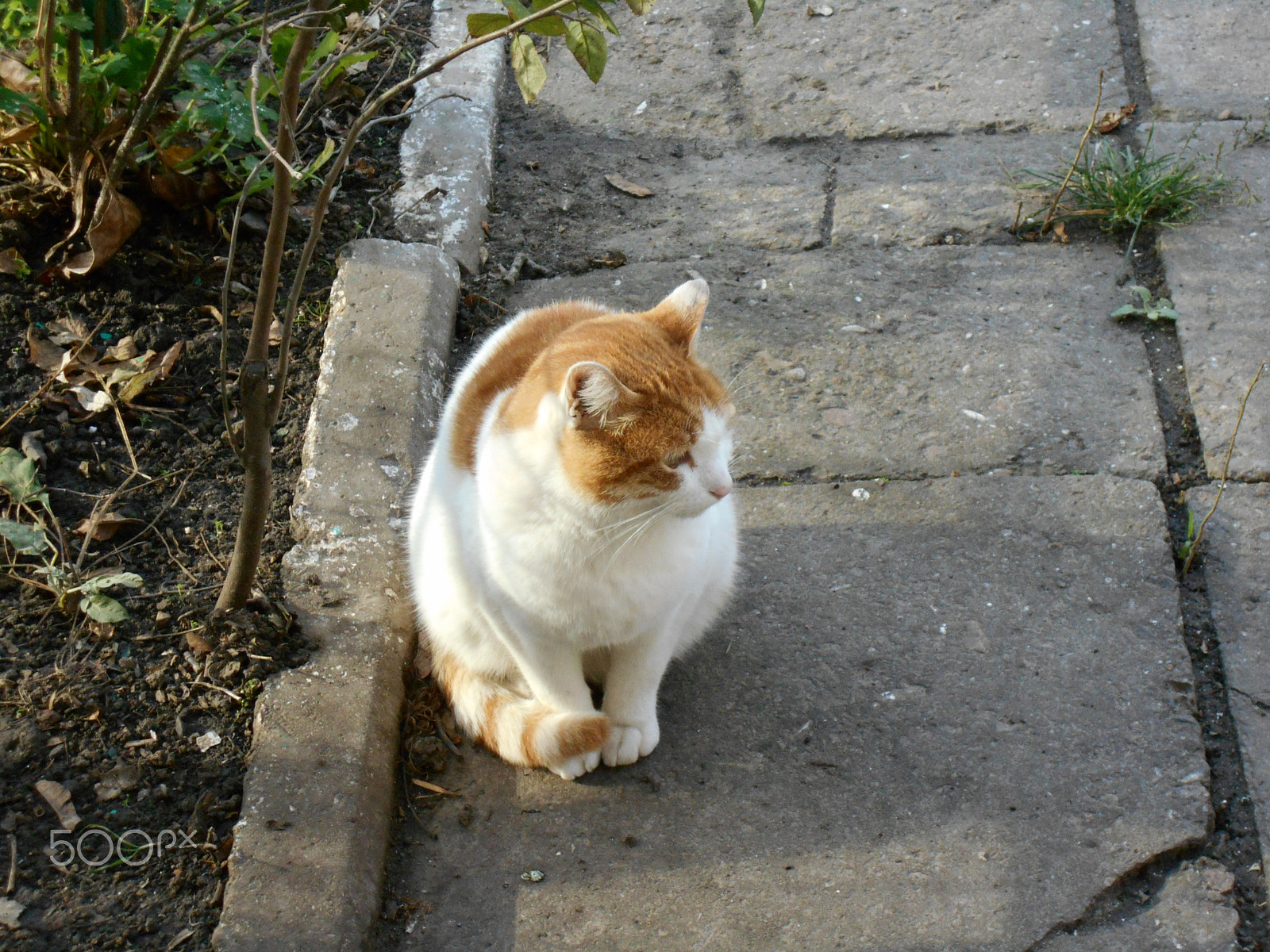 Nikon Coolpix S2900 sample photo. White yard ginger cat sitting on the pavement photography