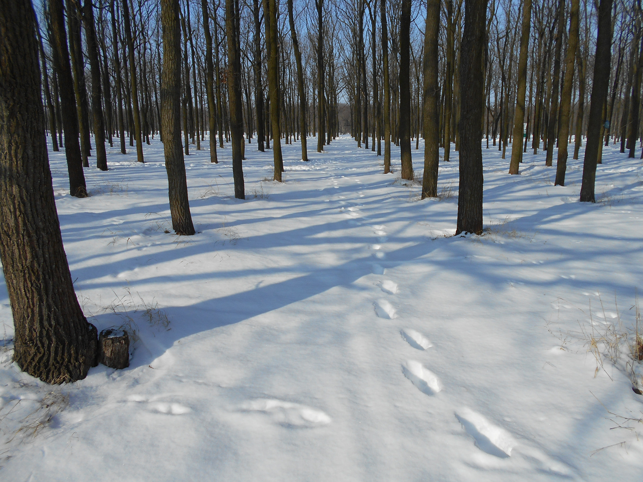 Nikon Coolpix S2900 sample photo. Winter park with bare trees photography