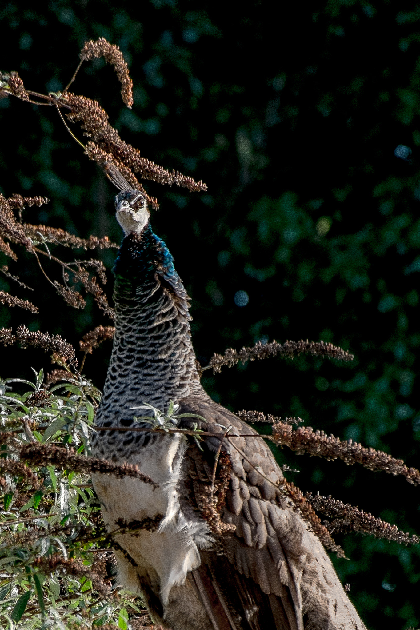 Fujifilm X-Pro1 + Fujifilm XC 50-230mm F4.5-6.7 OIS sample photo. Peacock malahide castle photography