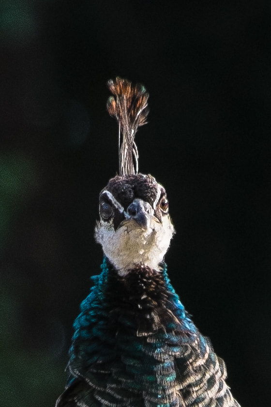 Fujifilm X-Pro1 + Fujifilm XC 50-230mm F4.5-6.7 OIS sample photo. Peacock malahide castle photography