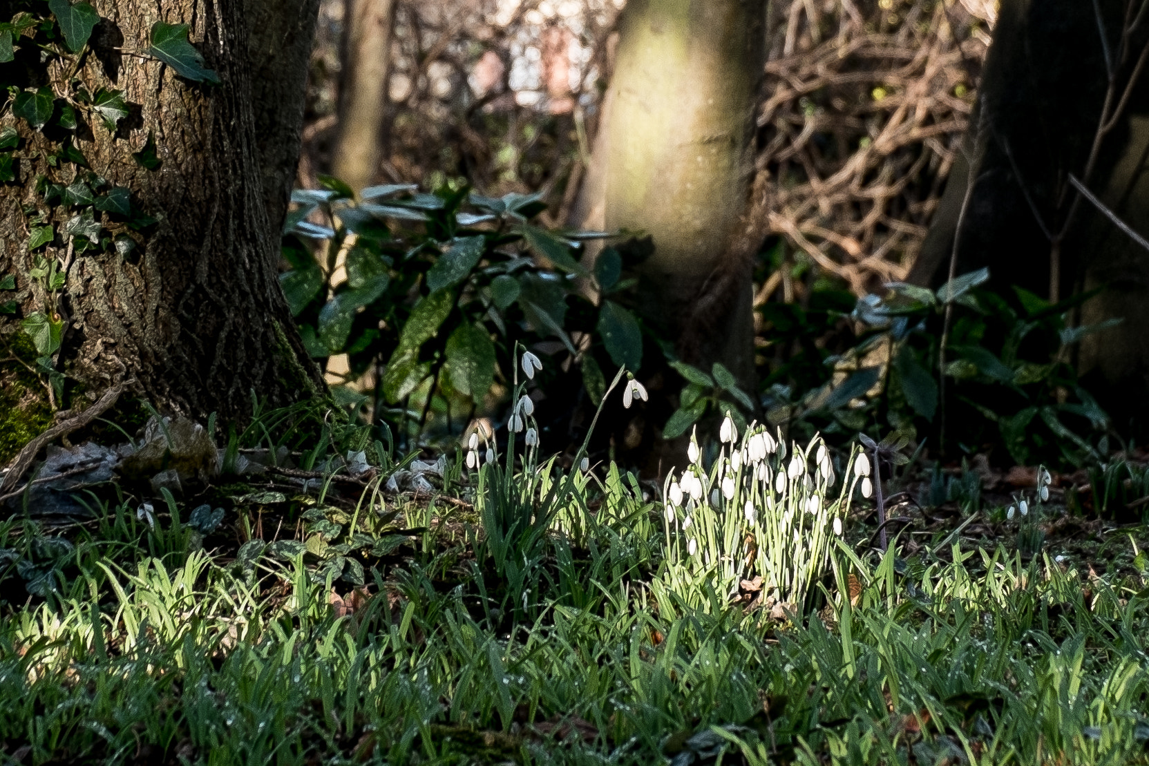 Fujifilm X-Pro1 + Fujifilm XC 50-230mm F4.5-6.7 OIS sample photo. Snowdrops malahide castle photography