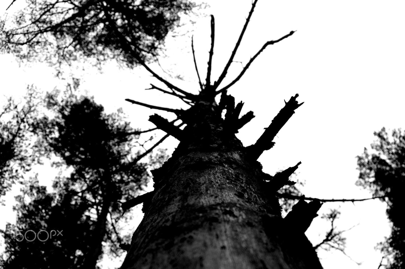 Sigma 17-35mm F2.8-4 EX DG sample photo. Tree photography