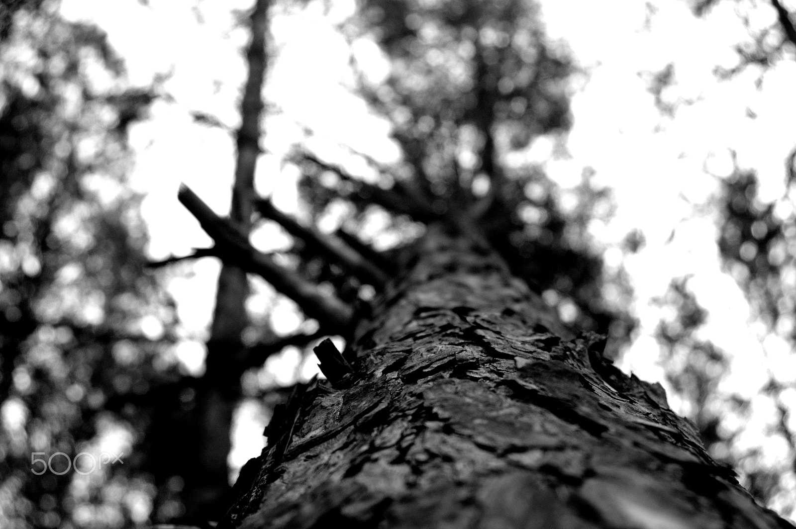 Tamron 35-90mm F4 AF sample photo. Tree photography