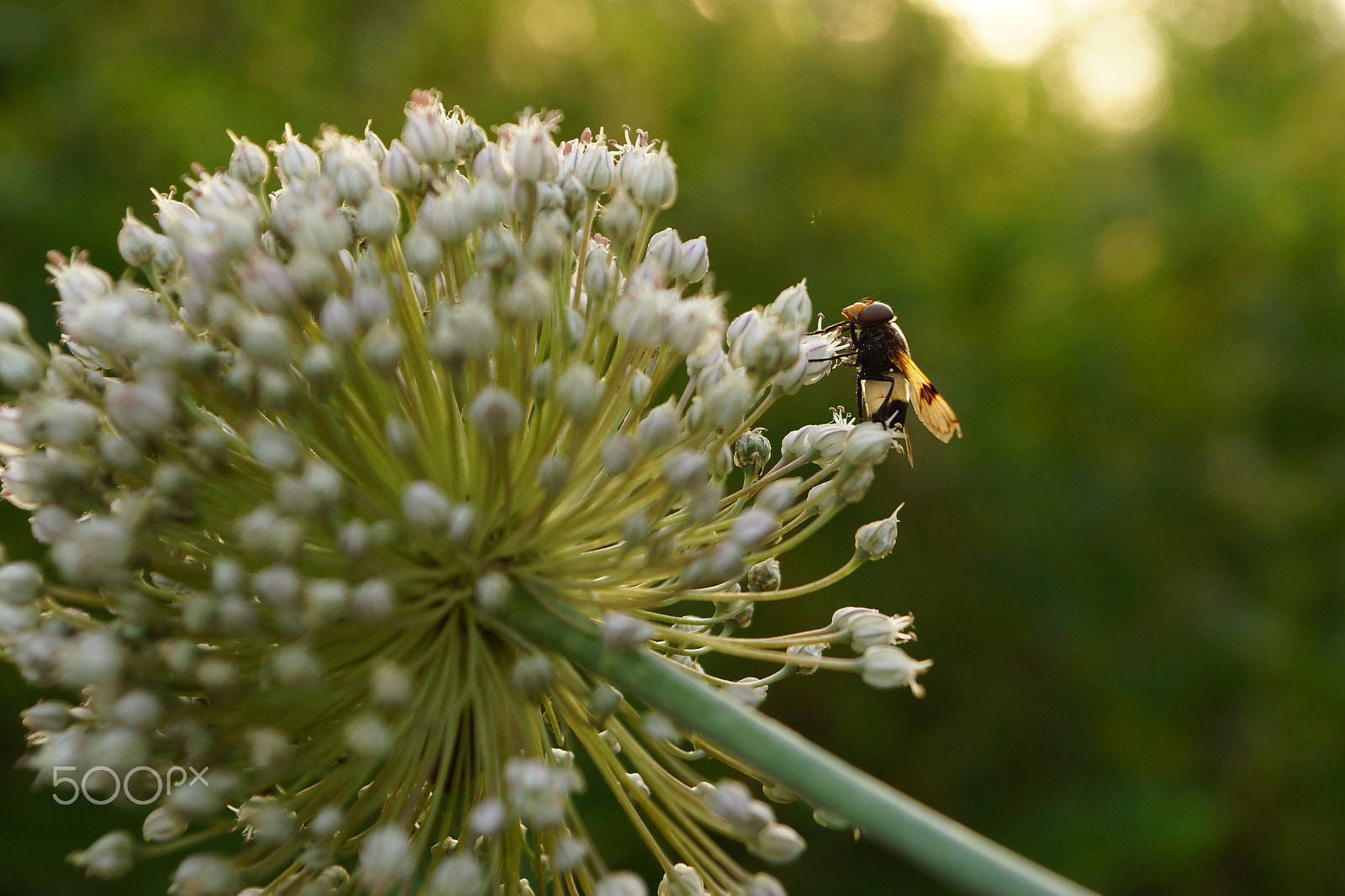 Sony SLT-A65 (SLT-A65V) sample photo. Fly, illuminated by the sun in silhouette, collecting nectar on an onion flower photography