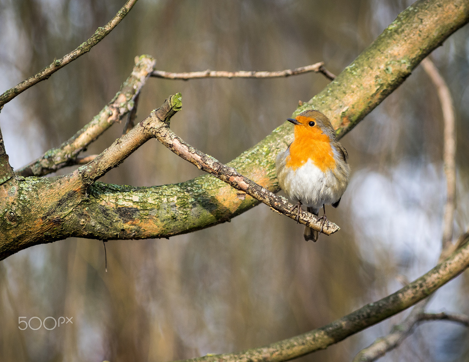 Pentax K-3 sample photo. Bird photography