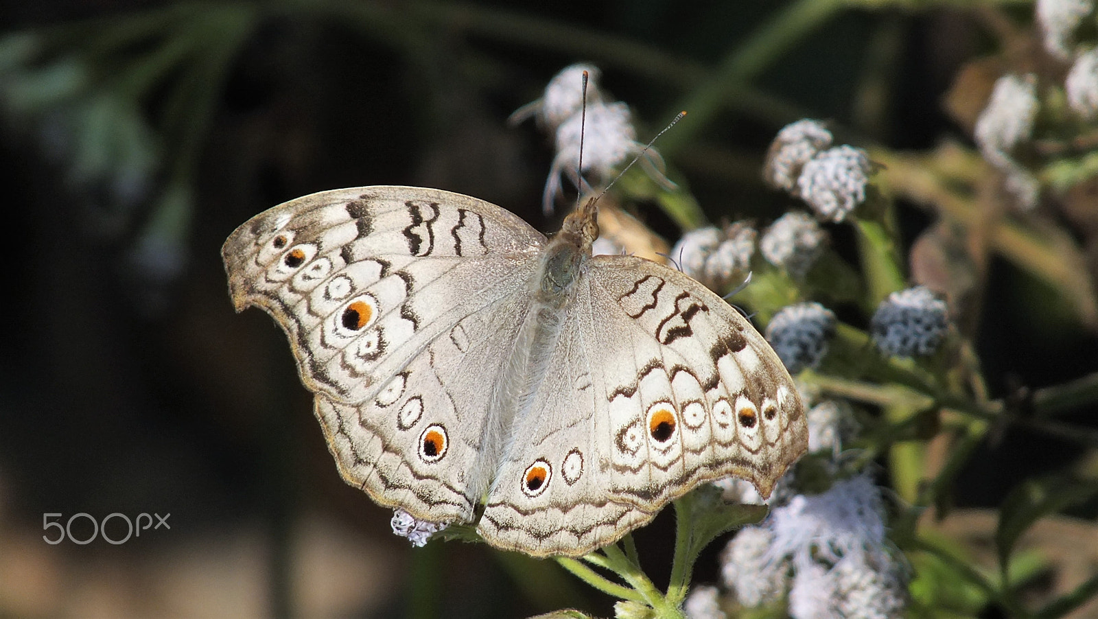 Fujifilm FinePix HS28EXR sample photo. Grey pansy photography