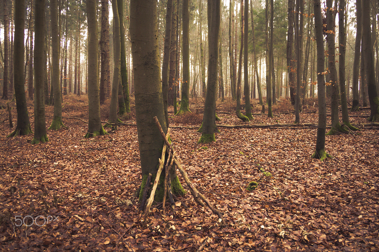 Canon EF-S 18-55mm F3.5-5.6 II sample photo. Mystic forest photography