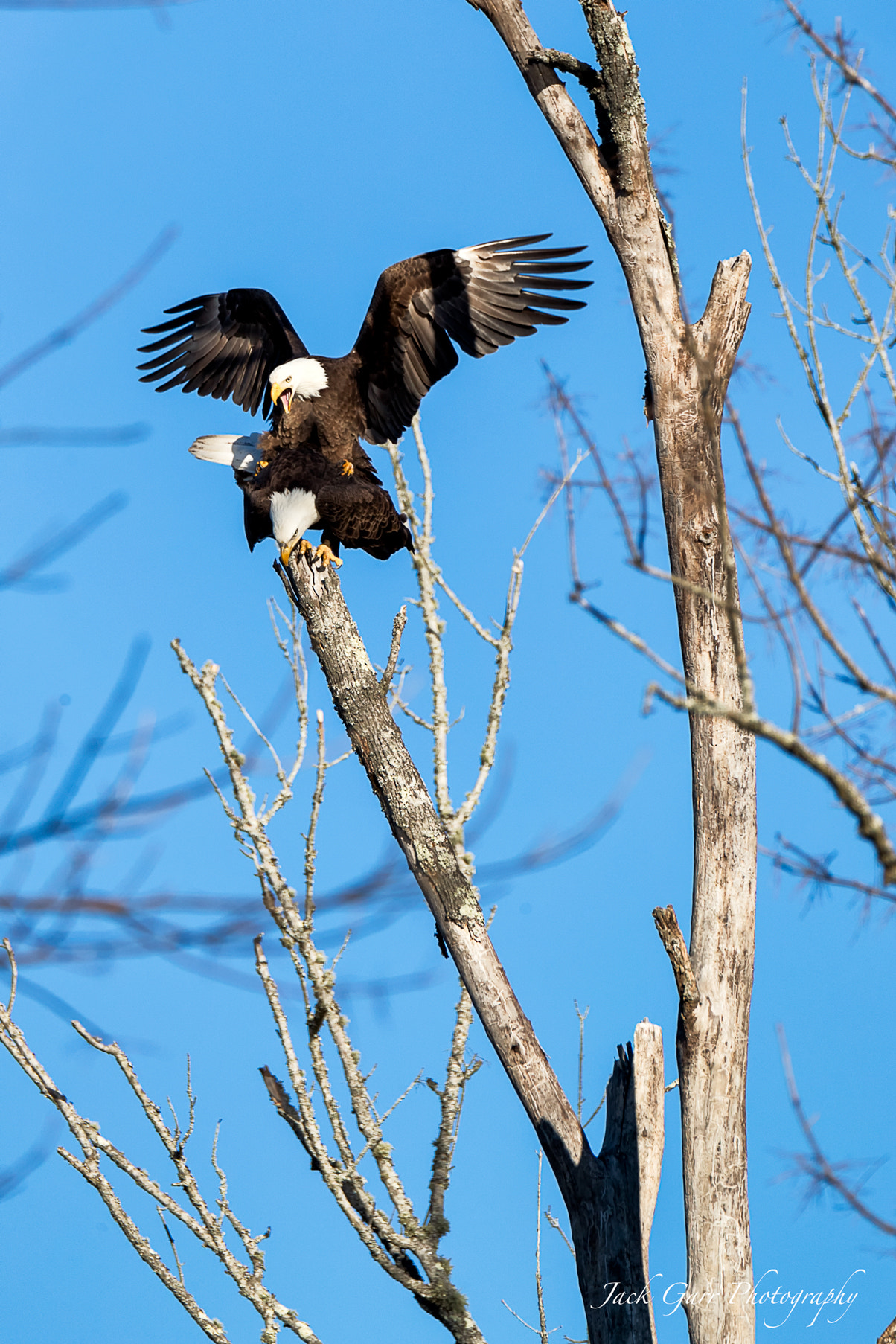 150-600mm F5-6.3 DG OS HSM | Sports 014 sample photo. Bald eagles mating photography