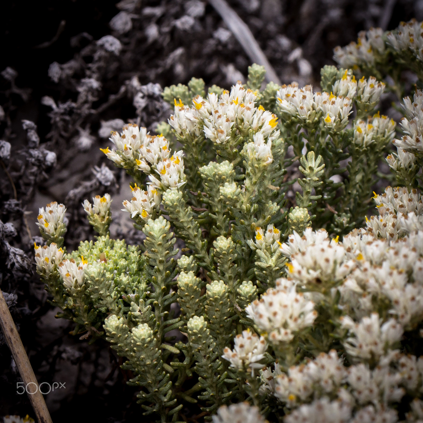 Canon EF 100mm F2.8L Macro IS USM sample photo. Sand dune scrub photography