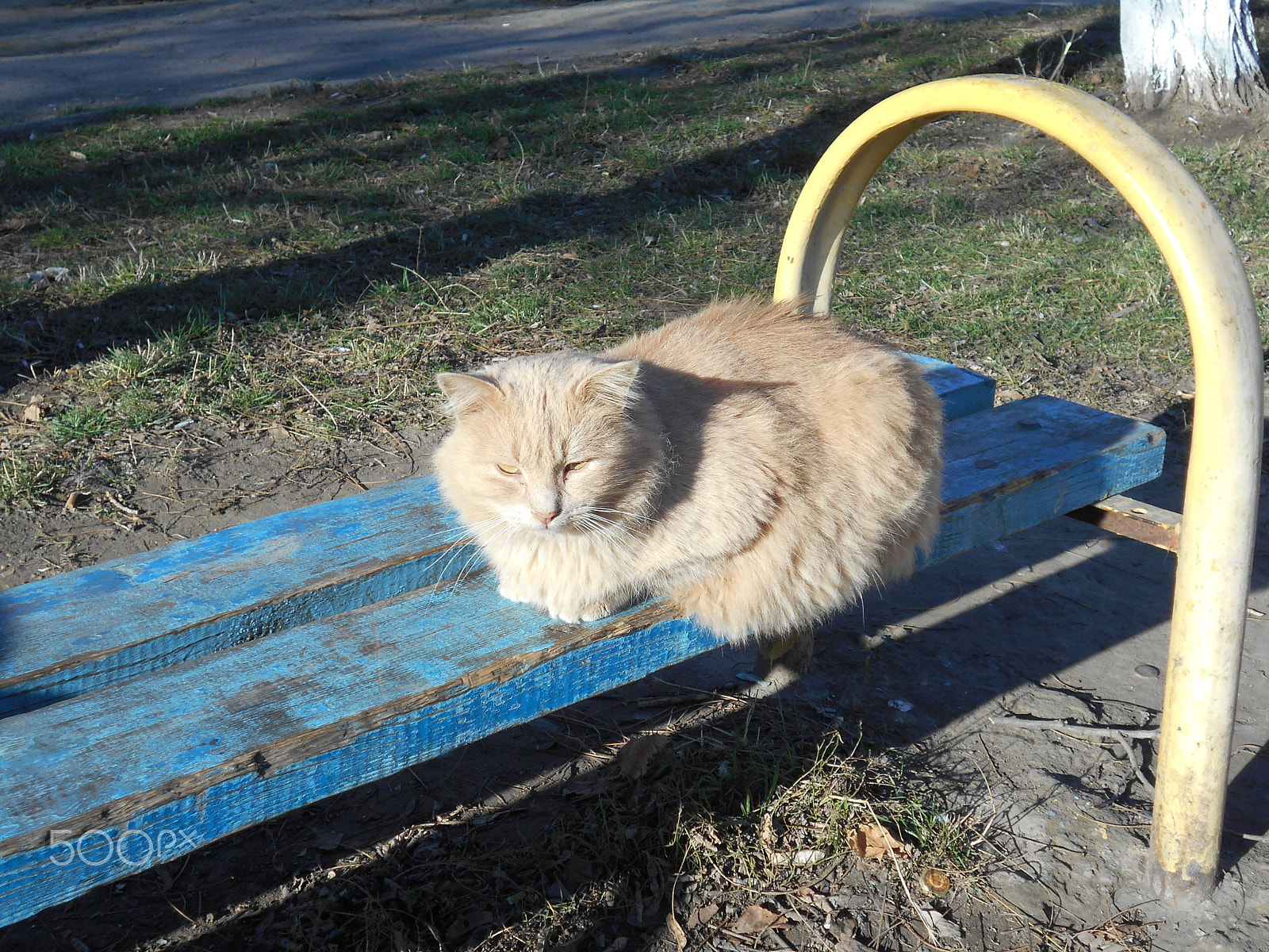 Nikon Coolpix S2900 sample photo. Yard red cat sitting on a blue old wooden bench photography