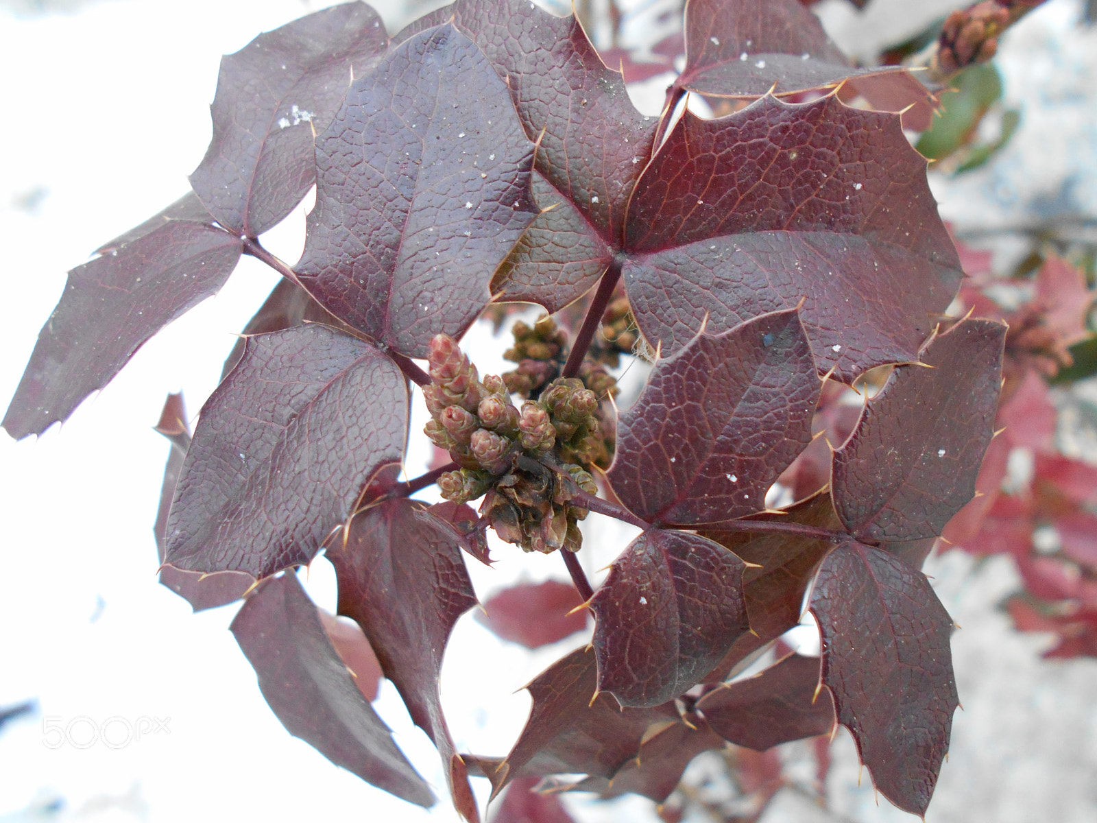 Nikon Coolpix S2900 sample photo. Purple flowering plant photography