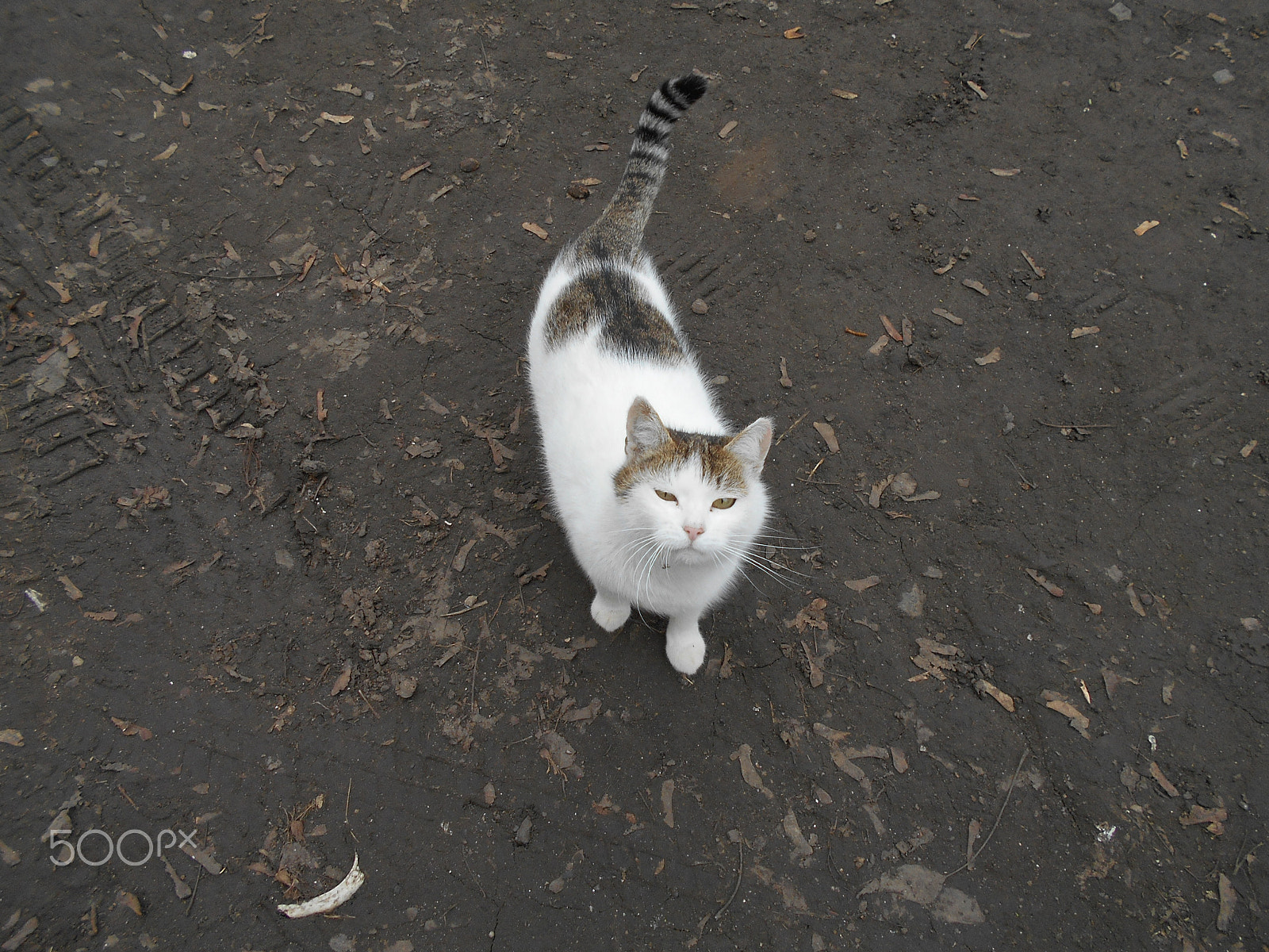 Nikon Coolpix S2900 sample photo. Gray white domestic cat looking up photography