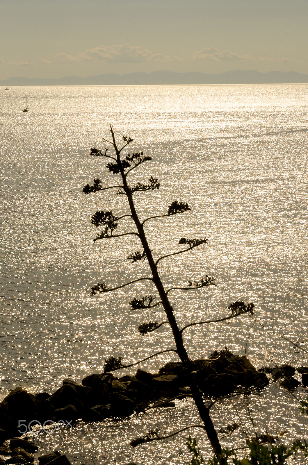 Sigma 18-250mm F3.5-6.3 DC Macro OS HSM sample photo. L'agave e il mare photography